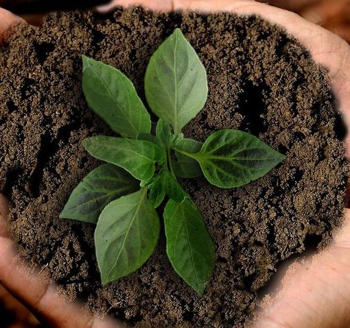 Coldiretti Piemonte: &quot;la proroga triennale agricoltura 4.0 consente nuove opportunità alle imprese”