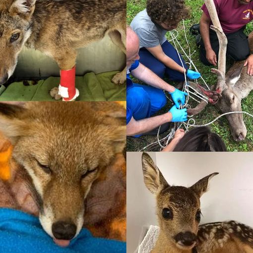 Animali selvatici in difficoltà