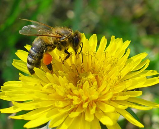 ape su un fiore
