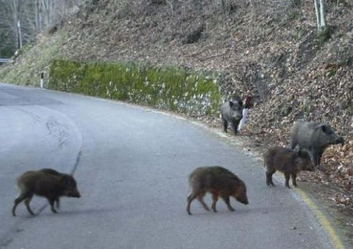 foto di repertorio