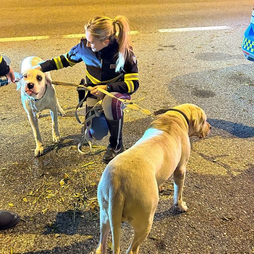 cani abbandonati