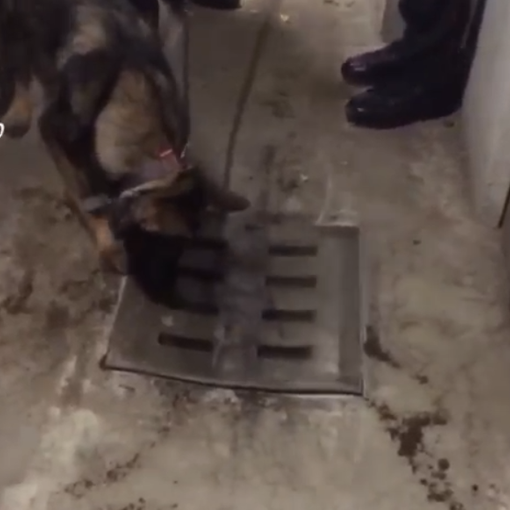 Cane antidroga annusa in un tombino