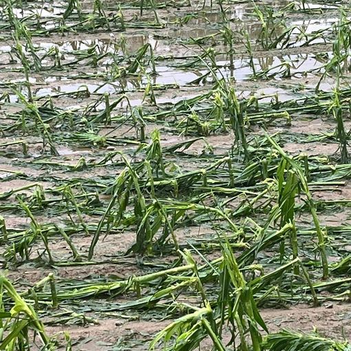 Grandine e maltempo sul Canavese, la rabbia di Coldiretti: &quot;Danni enormi&quot;