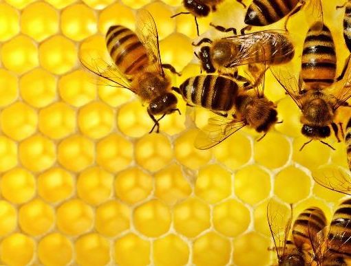 Le api rischiano di scomparire: adottare un alveare per ripartire in modo green
