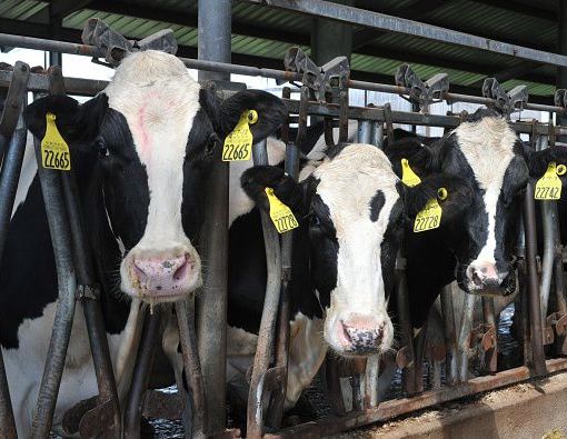 Coronavirus, Coldiretti Piemonte:&quot;Servono urgentemente dati delle importazioni di latte dall'estero&quot;