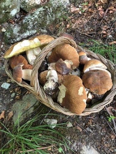 funghi - foto d'archivio