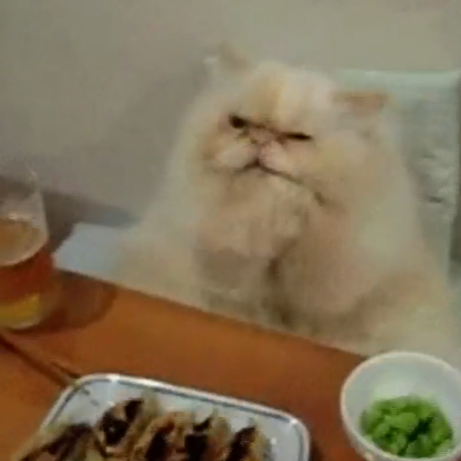 Amici degli animali: gatto gourmet, sì chef (VIDEO DA NON PERDERE)