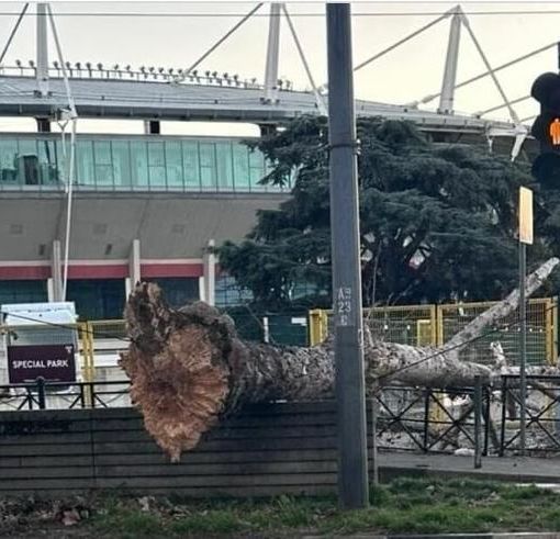 albero caduto