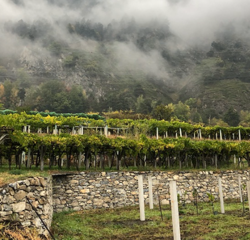 Nasce la rubrica &quot;Itinerari - strada dei vigneti alpini&quot;: il vino eccellente che arriva dalla montagna