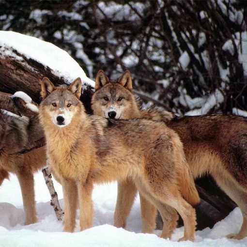 Il Piemonte dice &quot;al lupo&quot;, ma la loro presenza si è stabilizzata nel Torinese e Cuneese