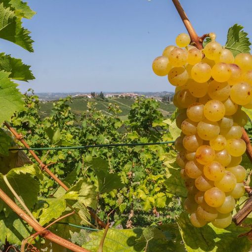 Finto “Made in Italy”: l’Europa chiude un occhio in Australia. Grandi problemi per Prosecco, la Raschera, il Moscato e l’olio d’oliva