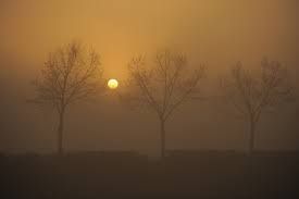 sole e nebbia con alberi