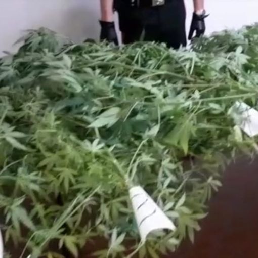 Producono marijuana a km zero nel giardino di casa: arrestata coppia di conviventi