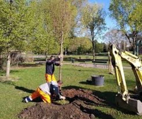 piantumazione alberi