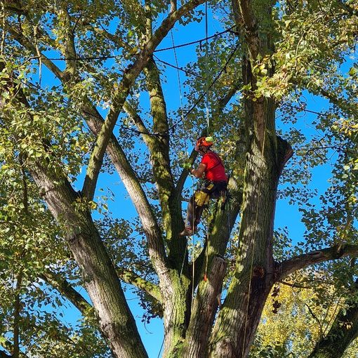 albero parco Sabiuné