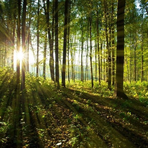 riforestazione - foto d'archivio