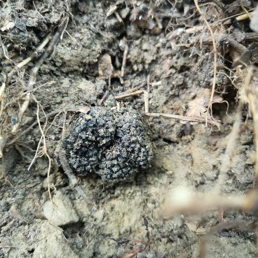 Tartufo, il miglior alleato del nostro benessere