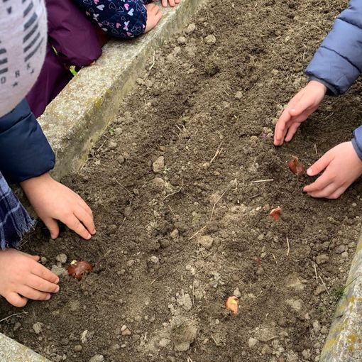 Tulipani per la pace a San Mauro