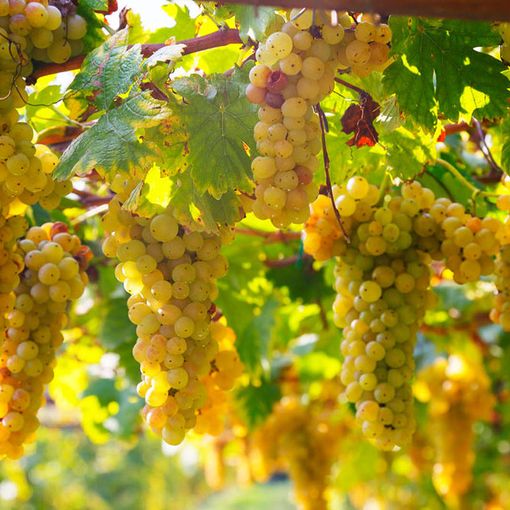 Vino, Coldiretti Piemonte: &quot;+12% di export nel mondo ma pesano i rincari sui costi di produzione&quot;