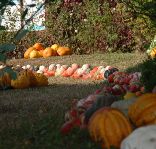 Brandizzo, torna la “Sagra della zucca”: domenica 20 ottobre la ventiduesima edizione