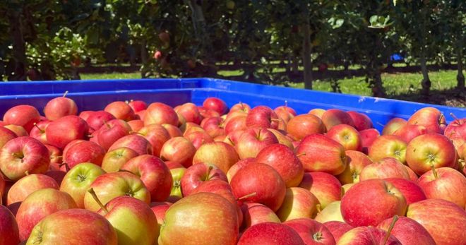 Mela Rossa di Cuneo IGP: territorio e cooperazione dietro un’eccellenza piemontese