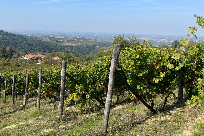 Vendemmia 2025: qualità in crescita tra DOC e DOCG piemontesi