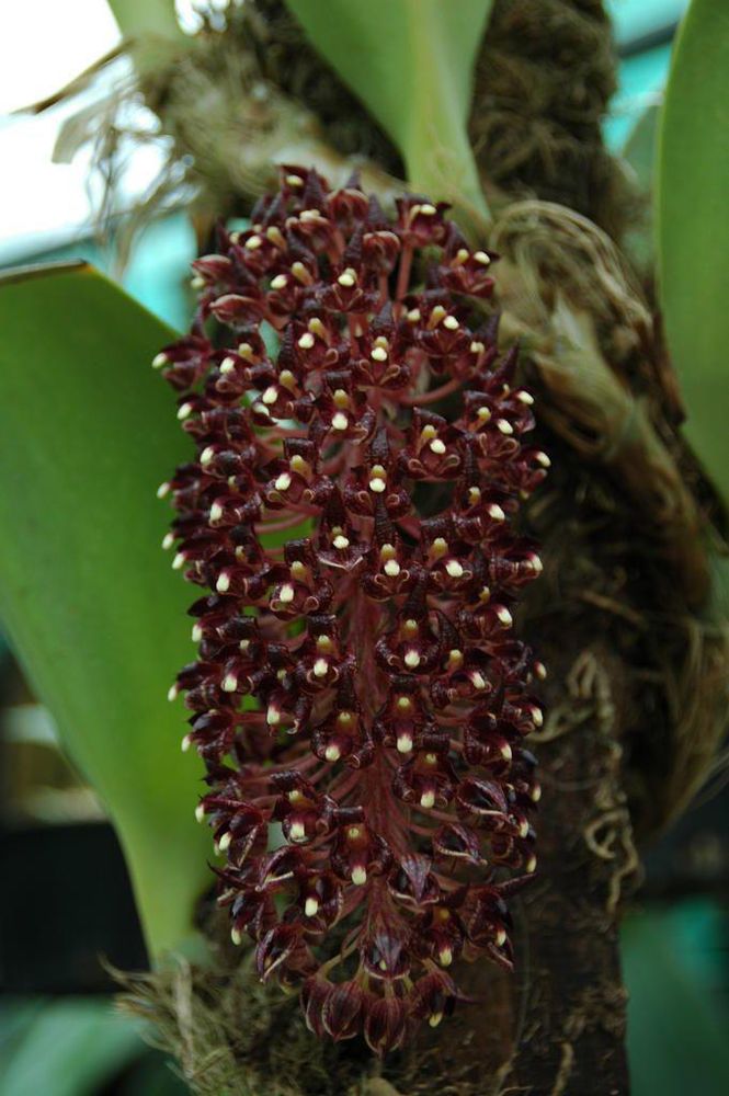 Un monumento di fiori dedicato alle donne