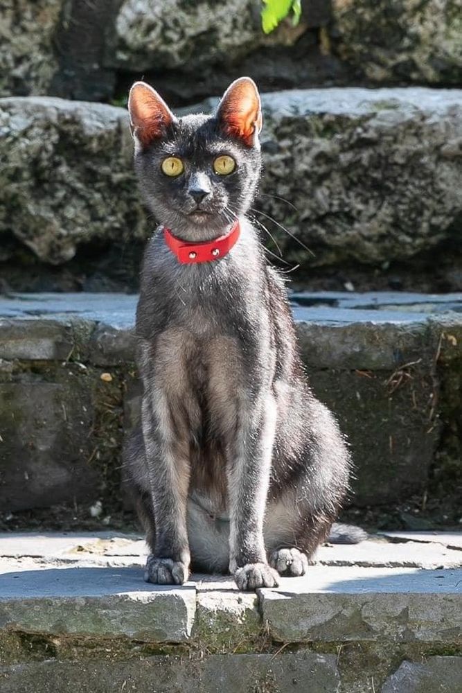 Petsfestival 2022: mica i soliti quattro gatti