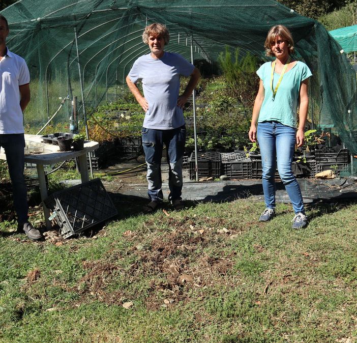 Casalborgone: un branco di cinghiali devasta un vivaio e arriva nelle vicinanze di un'abitazione