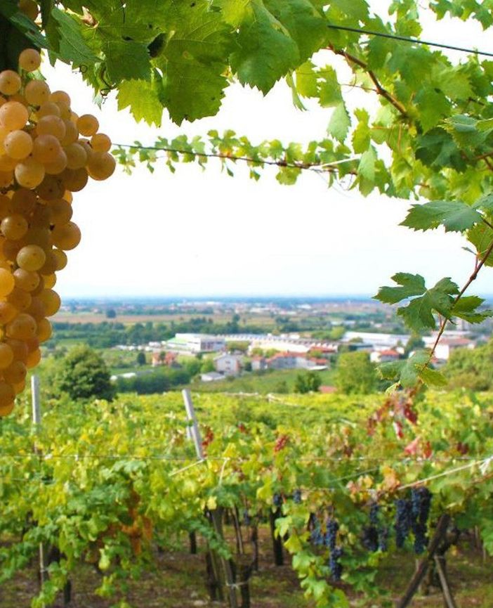 Polemica in Canavese da parte dei produttori di Erbaluce