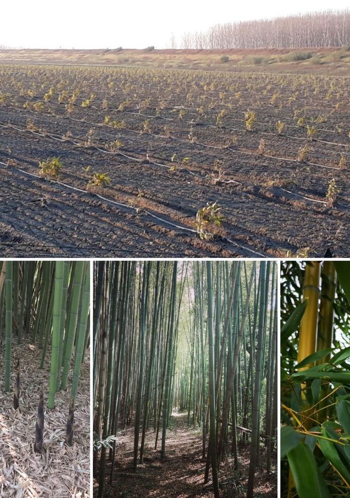 Il Canavese cambia la sua vocazione e punta su canapa e bambù