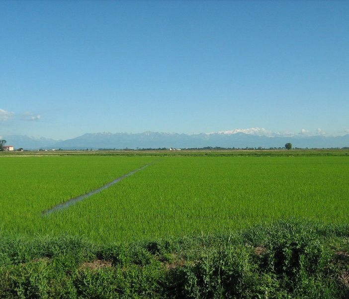Le risaie di Crescentino