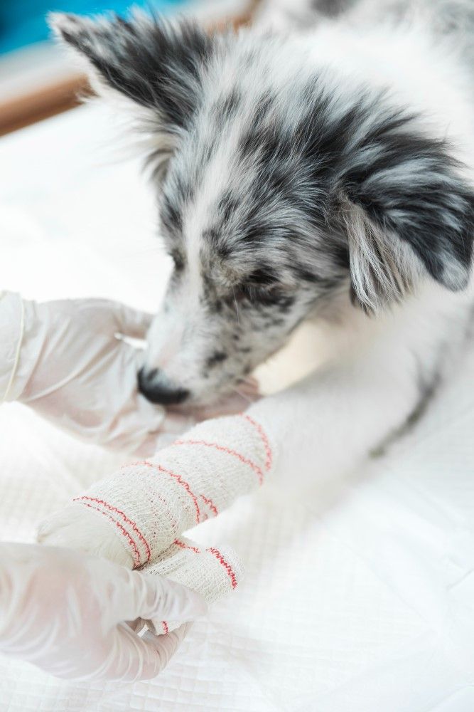 La Rogna nel Cane: Informazioni utili e consigli per un trattamento efficace