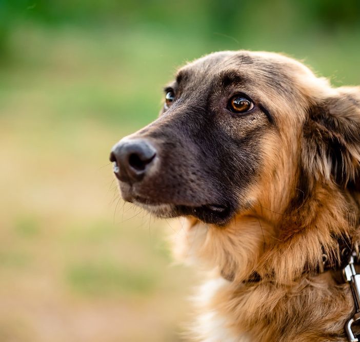 Pancreatite nel cane: terapie e consigli