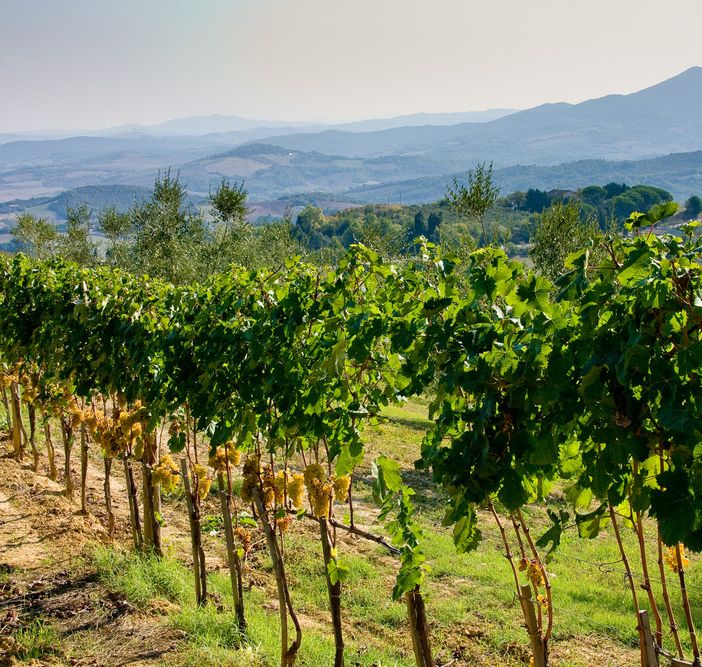 Il vitigno Ciliegiolo e l’uva della Maremma Toscana