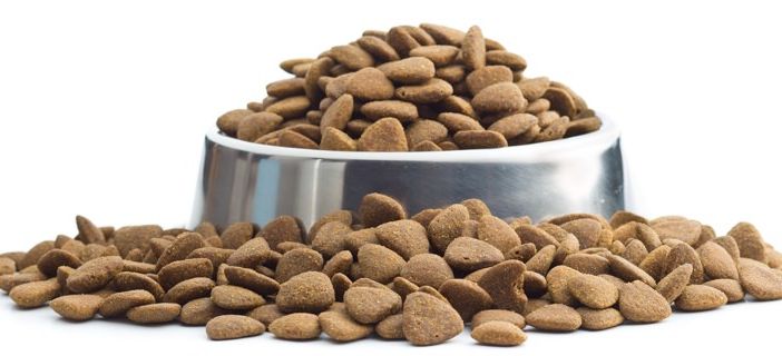Alimentare il proprio cane, alcune importanti considerazioni