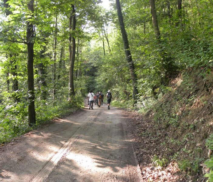 Il bosco del Vaj