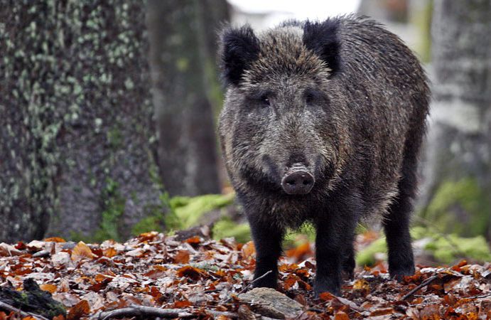 Un cinghiale nel bosco