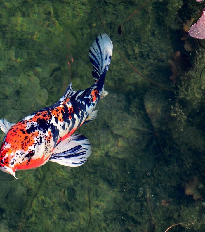 Cremonafiere ospiterà 'italian koi expo 2022'