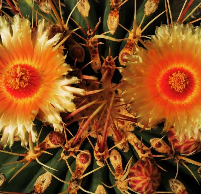 Fiori: un viaggio in mezzo alle spine
