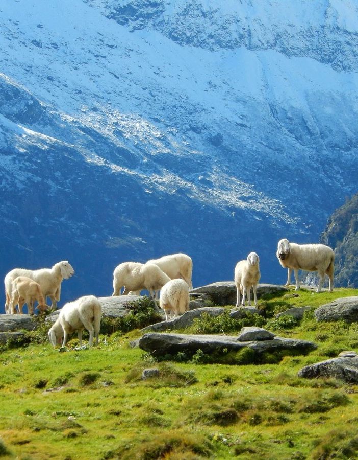 Blue Tongue, in Piemonte in arrivo il nuovo piano vaccinale