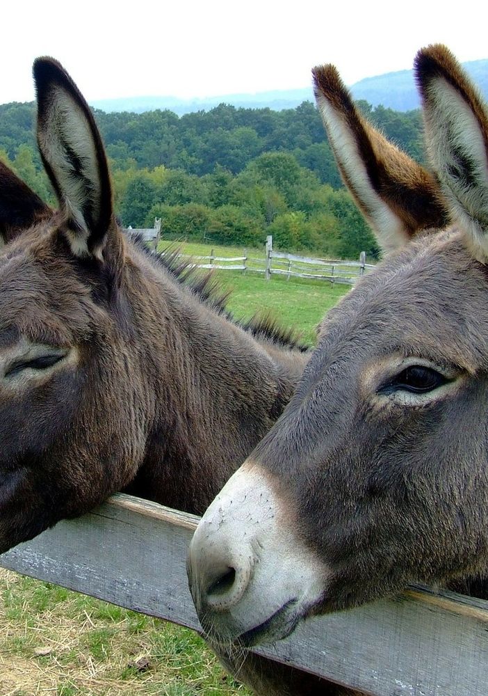 PetsFestival 2022: intelligente come un asino? Alto come un pony?