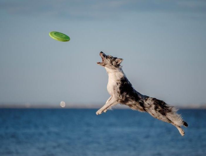 Petsfestival 2021: una fiera dedicata ai cani e alle loro attitudini