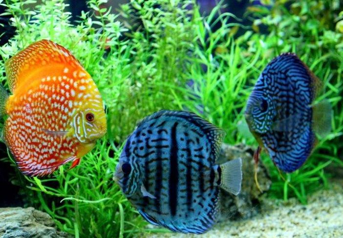 Petsfestival 2021: l’acquariologia è di casa