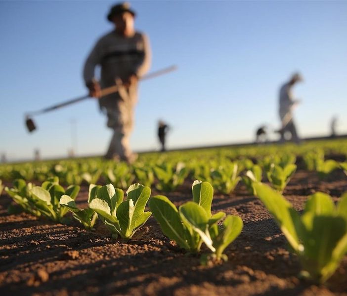Agricoltura, dalla Regione in arrivo 12,7 milioni per le aziende agricole