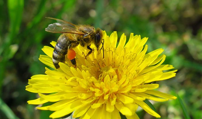 ape su un fiore