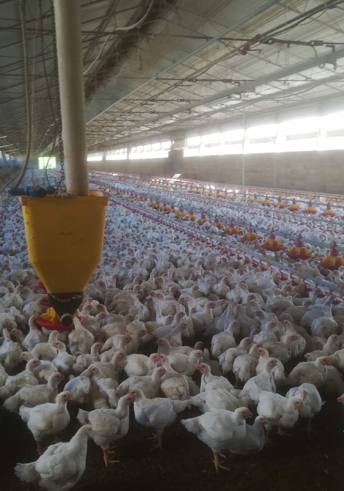 Aviaria a Chivasso, Coldiretti: &quot;Evitiamo gli inutili allarmismi&quot;