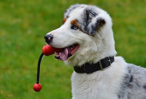 cane col guinzaglio in bocca