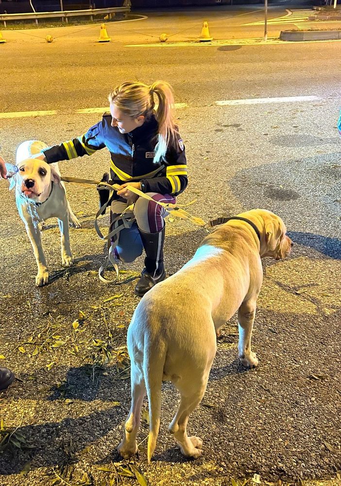 cani abbandonati