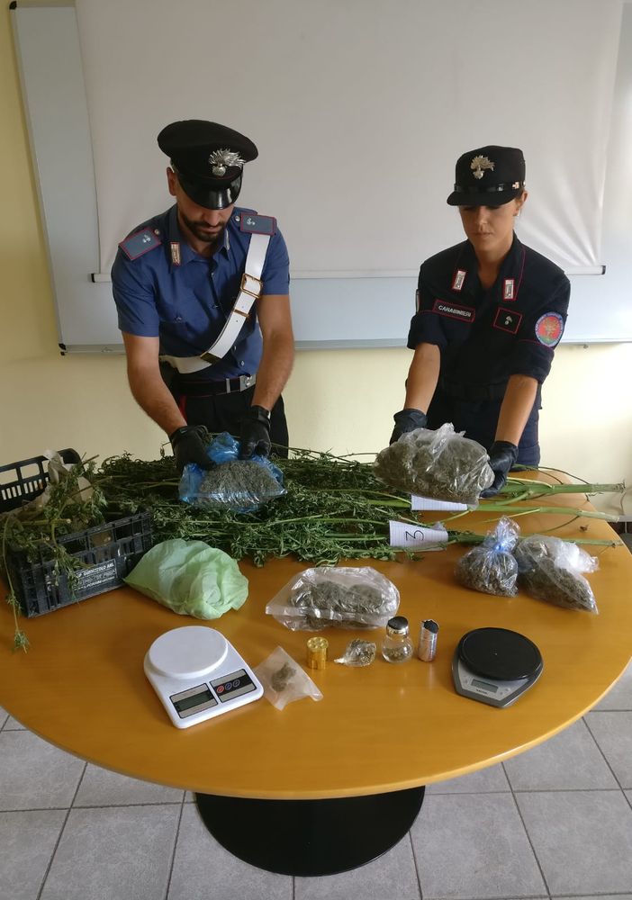 Chivasso, nell'orto cresceva la marijuana: in manette 40enne